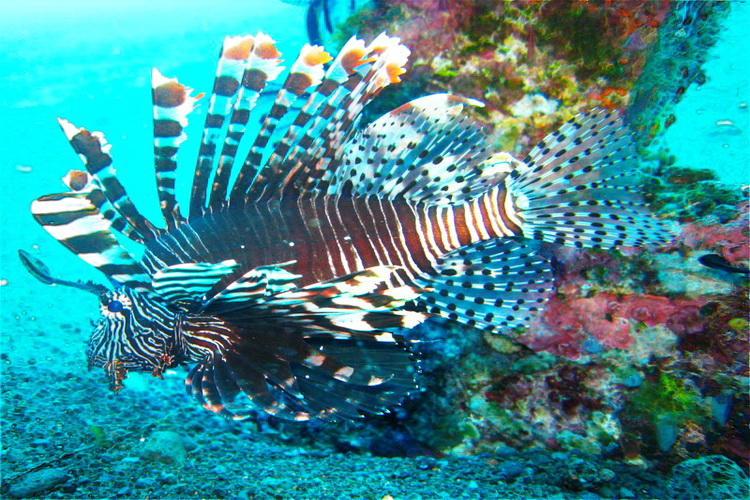 Löwenfisch in Amed Bay