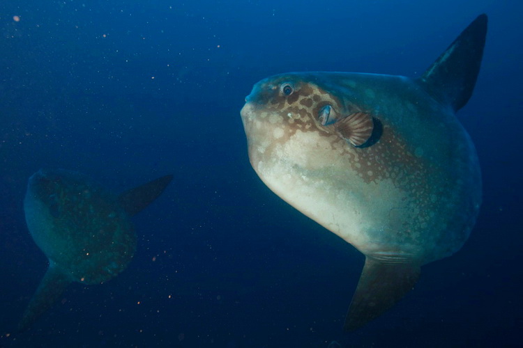 Mola Mola Mondfisch am Amed Tauchplatz