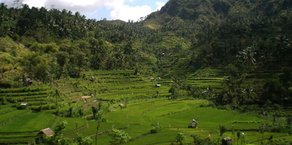 Rizières en terrasses de Bali
