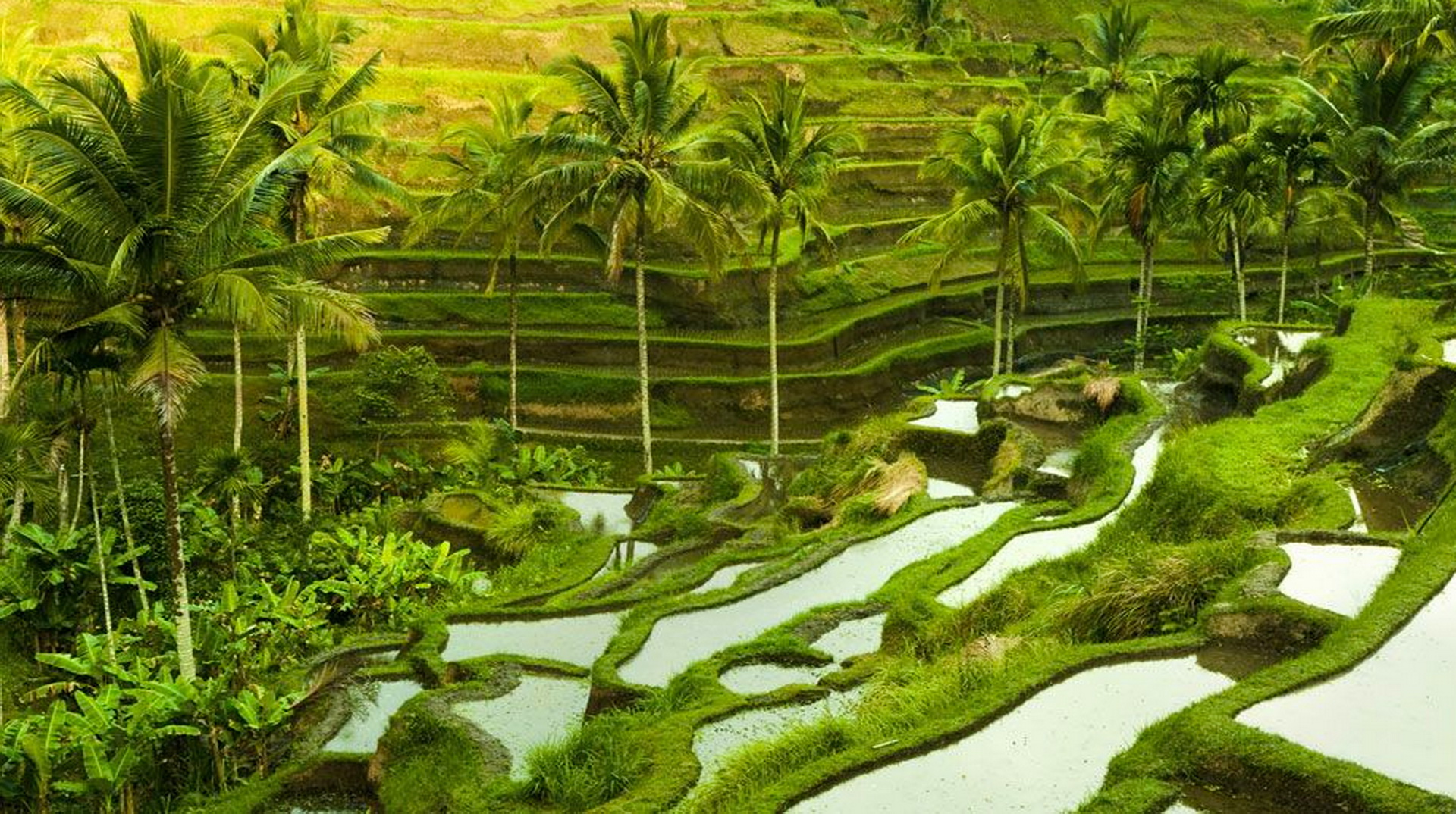 Rice Terrace Amed Bali
